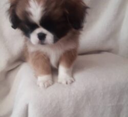 فروش بامزه آپارتمانی