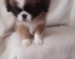 فروش بامزه آپارتمانی